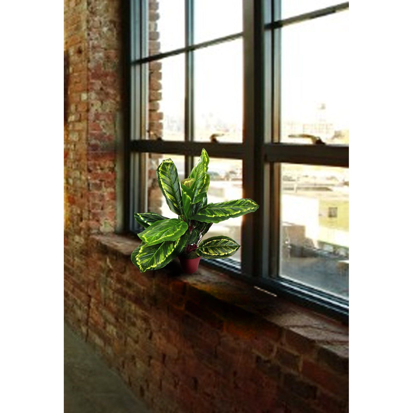 Artificial Medium 50cm Calathea Veitchiane Plant - Ashton and Finch