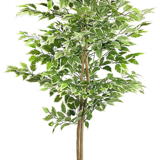 Artificial Ficus Tree With Variegation Leaves 150cm - Ashton and Finch