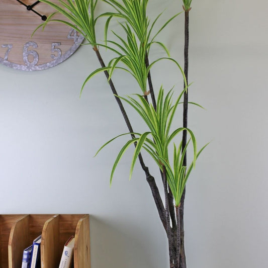 Artificial Dracaena Marginata tree, 120cm - Ashton and Finch