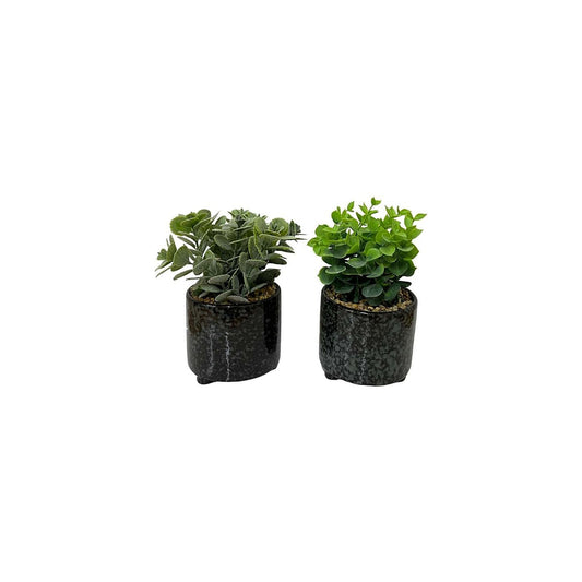 Set Of Two Succulent In Glazed Pots - Ashton and Finch